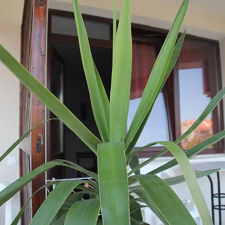 Yankov's House Pensiune Sozopol